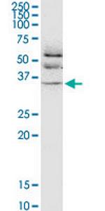 JAM2 Monoclonal Antibody (1G4)