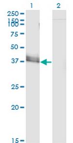 JAM2 Monoclonal Antibody (1C2)