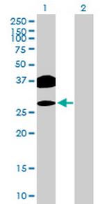 OVOL2 Polyclonal Antibody, MaxPab™