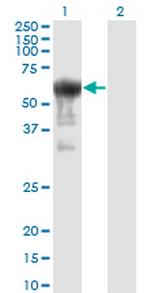 PRUNE Monoclonal Antibody (1C11)