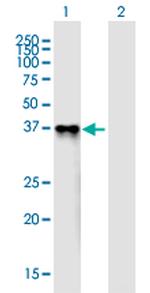 PROL1 Polyclonal Antibody, MaxPab™