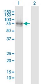 IL22RA1 Polyclonal Antibody, MaxPab™