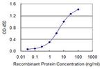 CACNG7 Monoclonal Antibody (1F7)