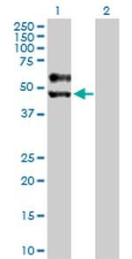 SIGIRR Polyclonal Antibody, MaxPab™