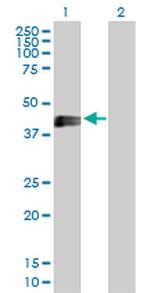 EDA2R Polyclonal Antibody, MaxPab™