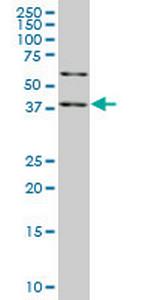 SAV1 Monoclonal Antibody (3A10)