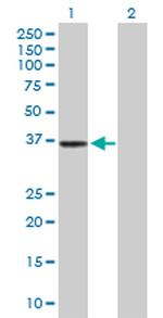 APOBEC3G Polyclonal Antibody, MaxPab™