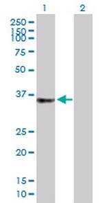 C2orf43 Polyclonal Antibody, MaxPab™