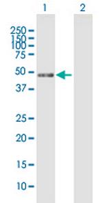 MIIP Polyclonal Antibody, MaxPab™