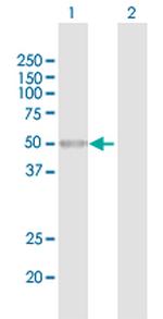BRUNOL6 Polyclonal Antibody, MaxPab™