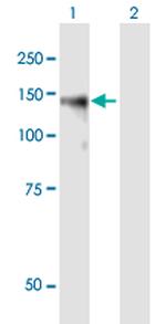 BCAN Polyclonal Antibody, MaxPab™