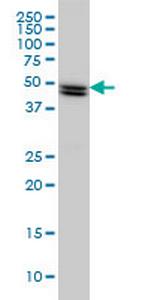 SH2D4A Monoclonal Antibody (3G8)