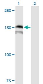 PRDM15 Antibody in Western Blot (WB)