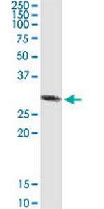 RBKS Polyclonal Antibody, MaxPab™