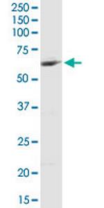 MCCC2 Polyclonal Antibody, MaxPab™