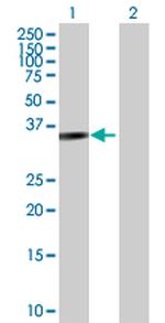 PARVG Polyclonal Antibody, MaxPab™