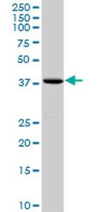 MOAP1 Antibody in Western Blot (WB)