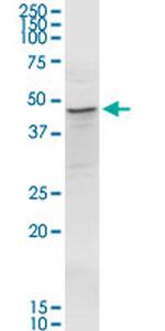 MOAP1 Antibody in Western Blot (WB)