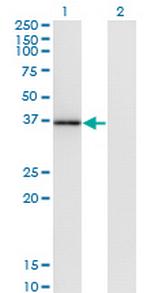MOAP1 Monoclonal Antibody (4A1)