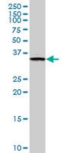 FN3K Monoclonal Antibody (4F2)