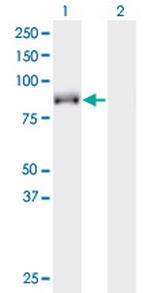 KIF9 Monoclonal Antibody (4E9)