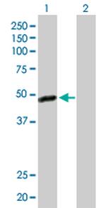 C17ORF75 Polyclonal Antibody, MaxPab™