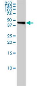 NJMU-R1 Monoclonal Antibody (3F8)
