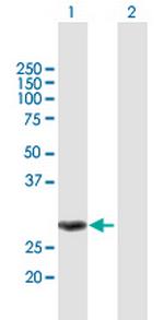 MMS19 Polyclonal Antibody, MaxPab™