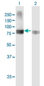 SEMA4A Polyclonal Antibody, MaxPab™