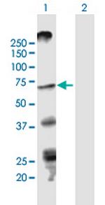 STRA6 Polyclonal Antibody, MaxPab™