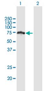 HERPUD2 Polyclonal Antibody, MaxPab™