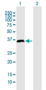 PDLIM2 Polyclonal Antibody, MaxPab™