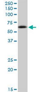 RNF25 Polyclonal Antibody, MaxPab™