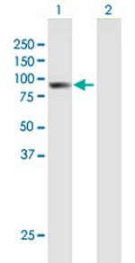 ARHGAP9 Polyclonal Antibody, MaxPab™