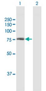 HIF3A Antibody in Western Blot (WB)