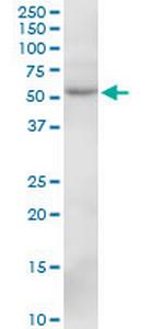 SIL1 Antibody in Western Blot (WB)