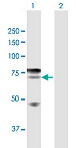 IKZF4 Polyclonal Antibody, MaxPab™