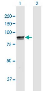 MPP5 Polyclonal Antibody, MaxPab™