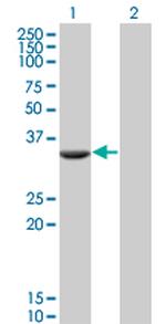 FTS Monoclonal Antibody (2A11)