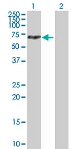 MTMR14 Polyclonal Antibody, MaxPab™