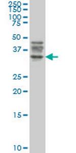 ATG3 Monoclonal Antibody (1F7)