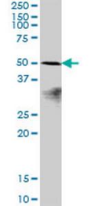 POLR1E Polyclonal Antibody, MaxPab™