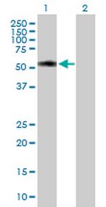 TTC31 Polyclonal Antibody, MaxPab™