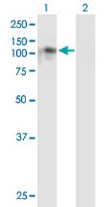NDST4 Polyclonal Antibody, MaxPab™