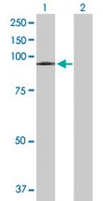 VPS16 Polyclonal Antibody, MaxPab™