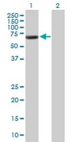 GORASP1 Polyclonal Antibody, MaxPab™