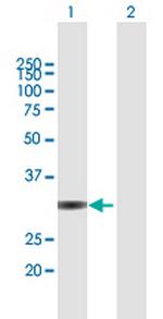 UNKL Polyclonal Antibody, MaxPab™
