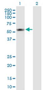 S100PBP Polyclonal Antibody, MaxPab™