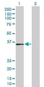 ISG20L1 Antibody in Western Blot (WB)