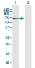 RBM15 Polyclonal Antibody, MaxPab™